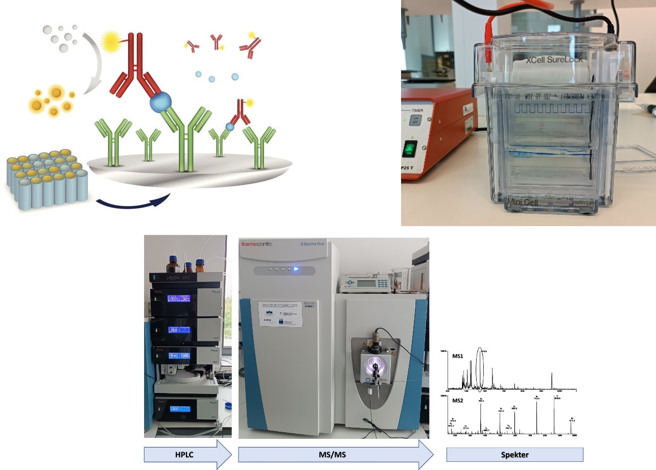Simbolna slika za delavnico "Uporaba proteinov v biotehnologiji in biomedicini"
